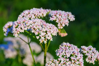 Valerian Root Extract